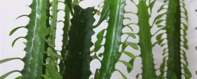 龙骨用什么土比较好养，怎么栽种