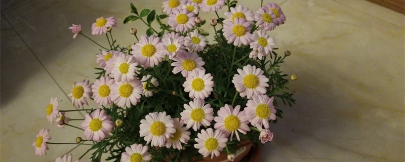 玛格丽特叶子发黄原因，黄叶怎么办