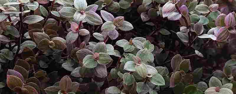 胭脂云叶子发黄是什么原因