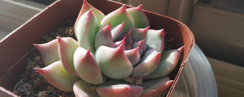 吉娃娃多肉长散开了怎么办