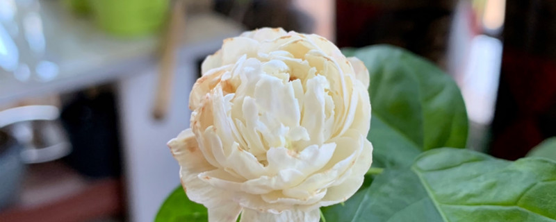 虎头茉莉和重瓣茉莉有什么区别