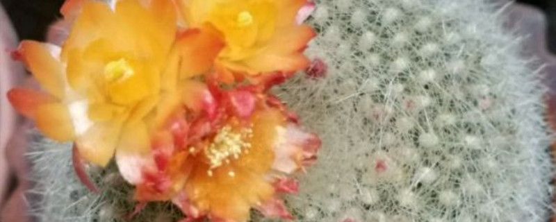 白雪光仙人球花期