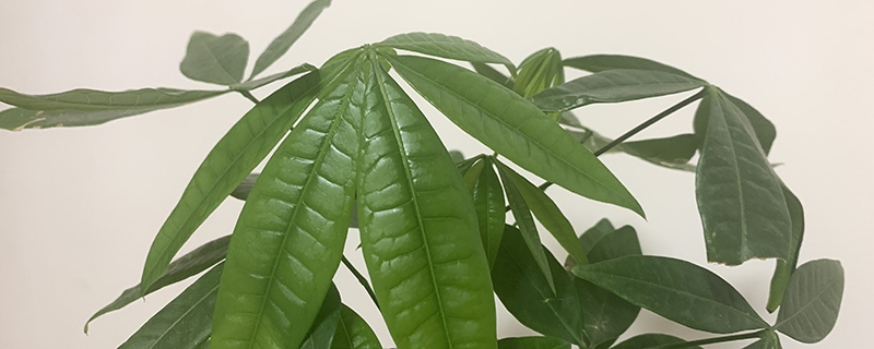 发财树种子怕冻吗