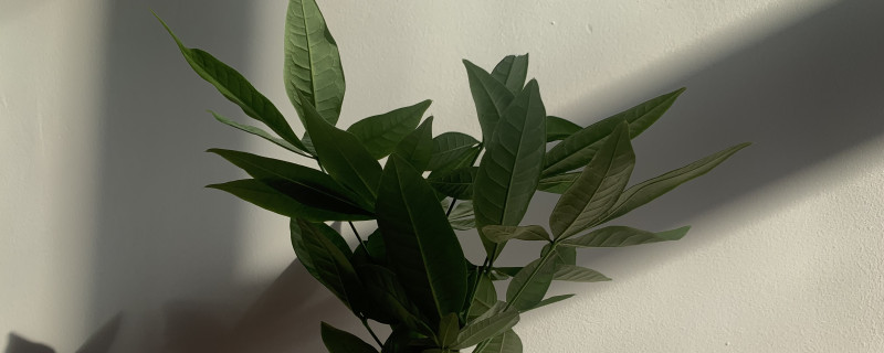 发财树种子有毒吗