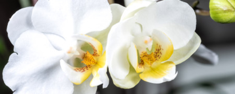 蝴蝶兰春天可以分盆吗