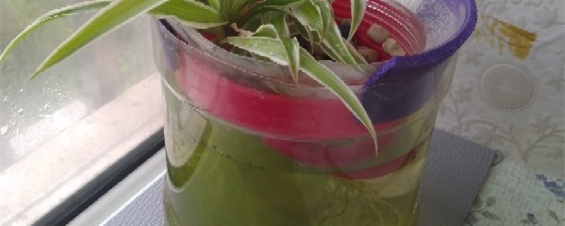 绿藻怎么培养，什么是绿藻