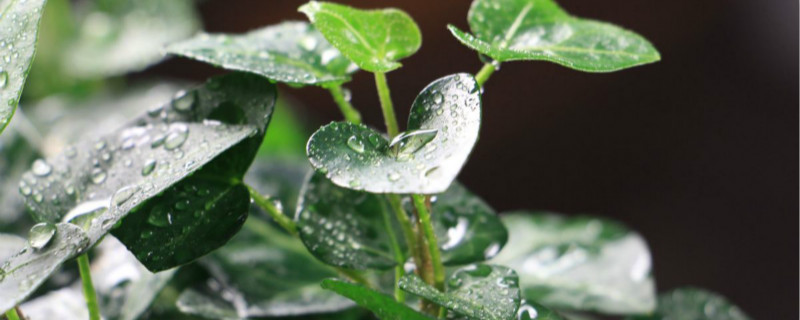 常青藤需要施肥吗，施肥方法