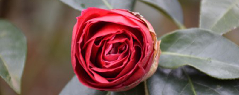 茶花春天落叶怎么回事