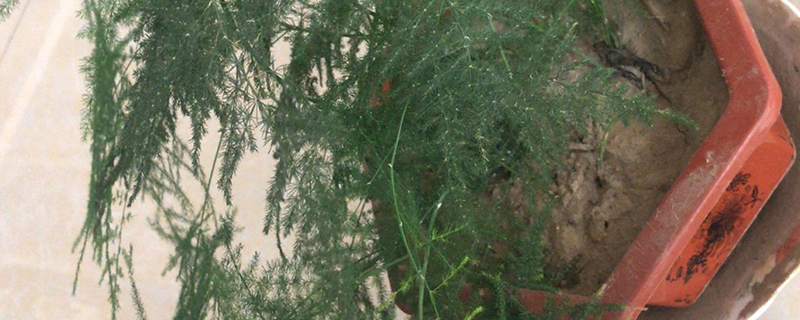 文竹叶子卷了怎么办