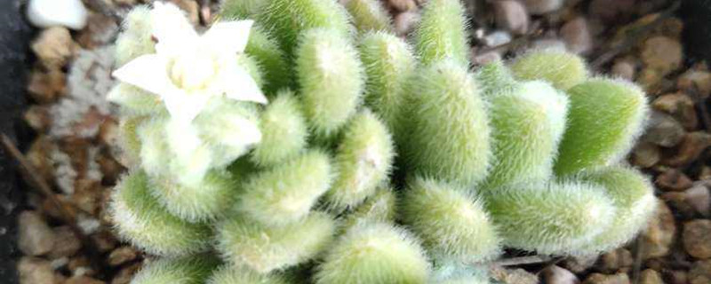 信东尼多肉怎么养，叶子有白斑咋办