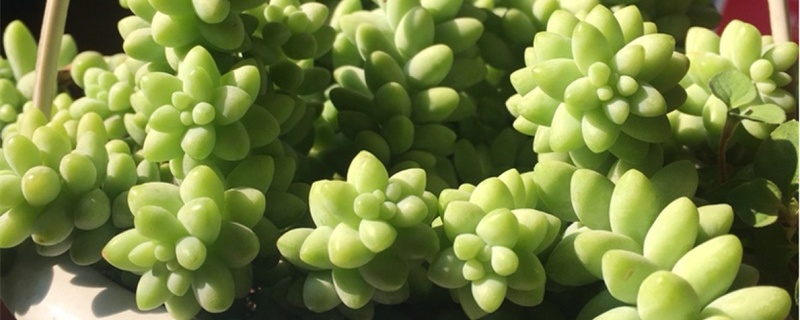 新玉缀多肉怎么养，怎么繁殖