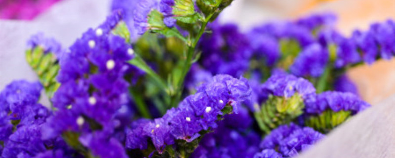 勿忘我种子多久发芽