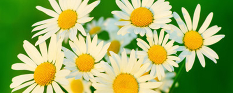 雏菊种子什么时候采收