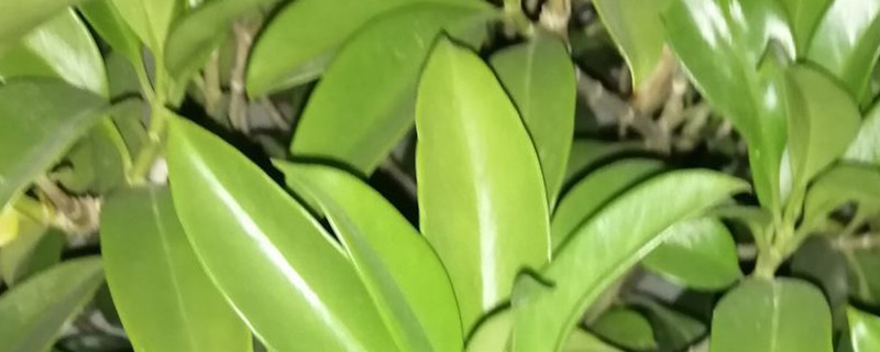 平安树的叶子出现黄斑点是什么问题，怎么处理