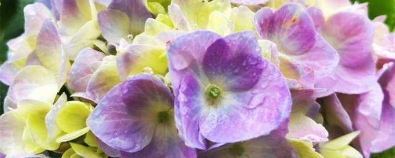 绣球花叶子发红怎么回事，叶子发黄怎么办