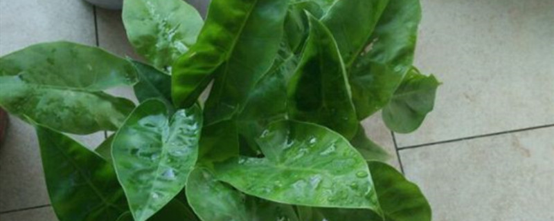 尖尾芋怎么换盆，什么时候换盆