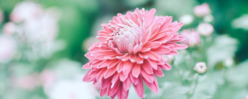 大丽花球根什么时候种植