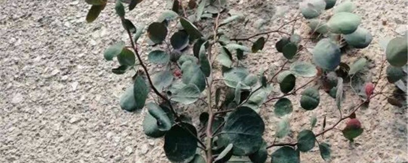 尤加利怎么水养