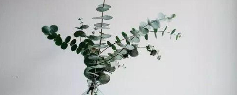 尤加利用什么土