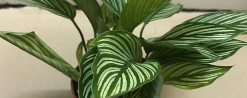 青纹竹芋叶子卷了怎么办，叶子卷了的原因
