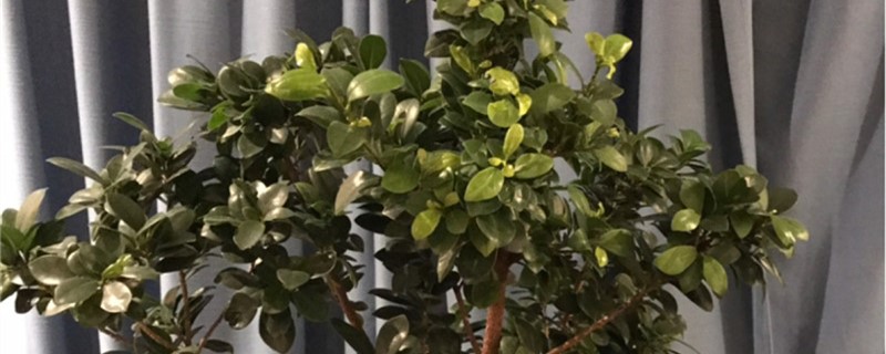 人参榕叶子发黄怎么回事，黄叶怎么办