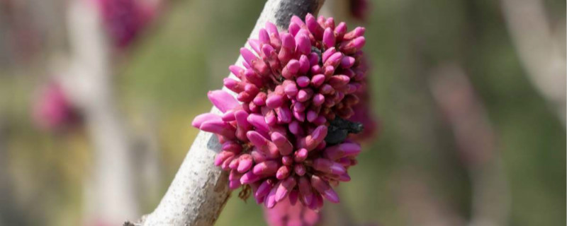 紫荆怎么种，什么时候种植