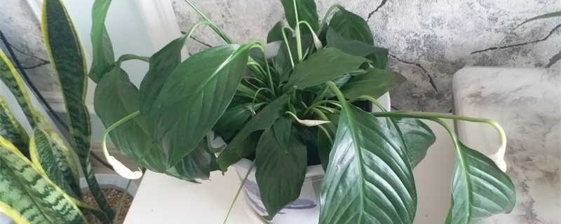 白鹤芋冬天的养殖方法，叶子黄了怎么办