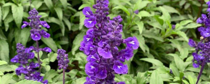 鼠尾草的花期是什么时候