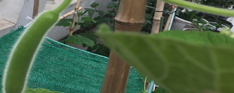 瓠瓜的种植方法和时间