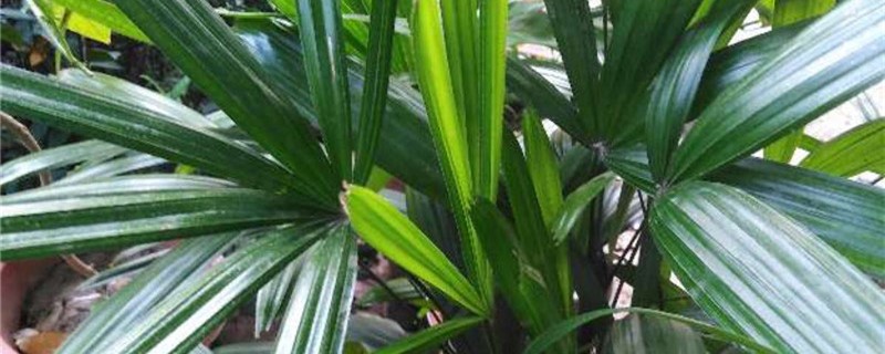 棕竹的叶尖发黄怎么办