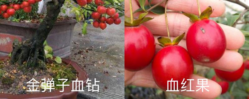 金弹子血钻和血红果区别，分别怎么养护