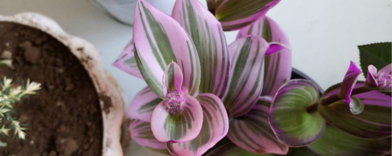 吊竹梅适合室内养吗，室内养殖方法