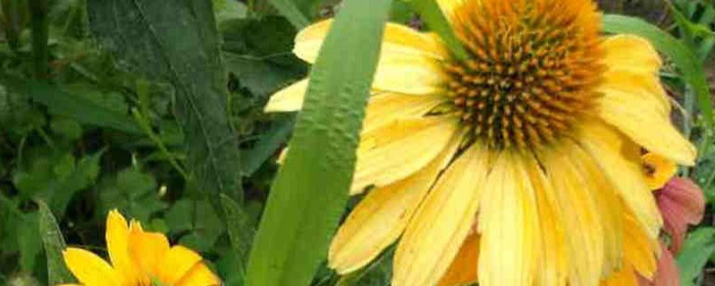 松果菊什么时候播种，播种方法