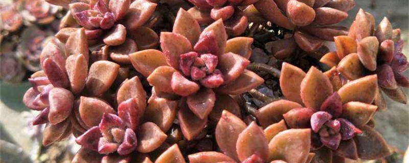 姬胧月的养殖方法和注意事项