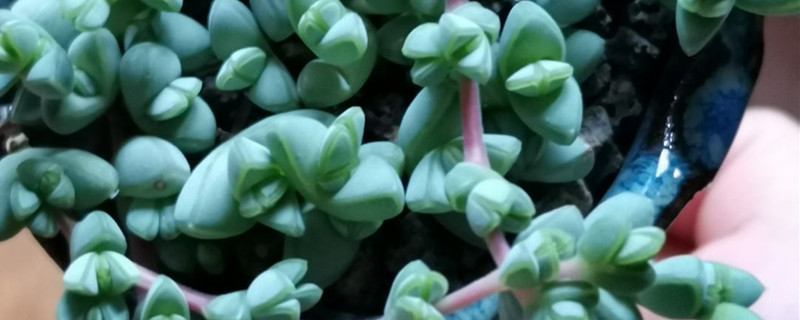 碧玉莲的养殖方法和注意事项