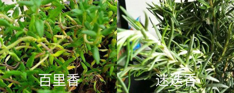 百里香和迷迭香的区别，分别怎么养护