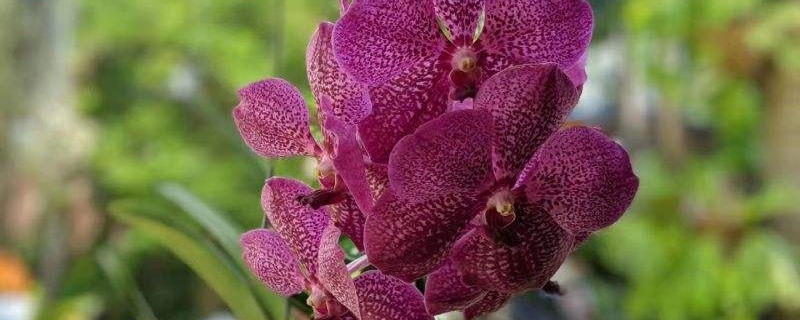 万代兰怎么种，什么时候种