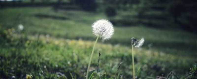 蒲公英几月开花的