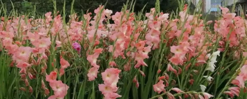 唐菖蒲开花后怎么处理，开花后怎么养护