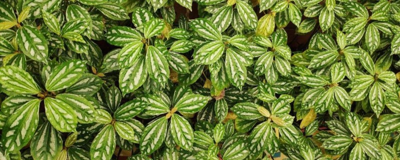 冷水花叶子变黑怎么办