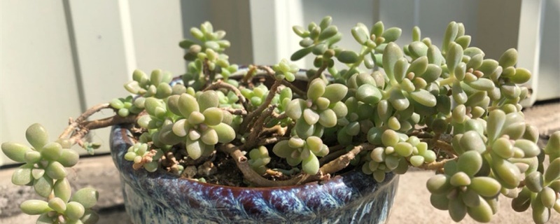 姬秋丽怎么繁殖，什么时候繁殖