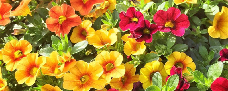 矮牵牛春天什么时候播种