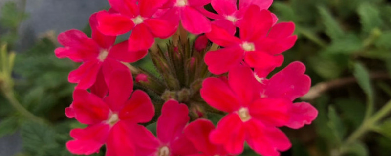 美女樱用什么肥料