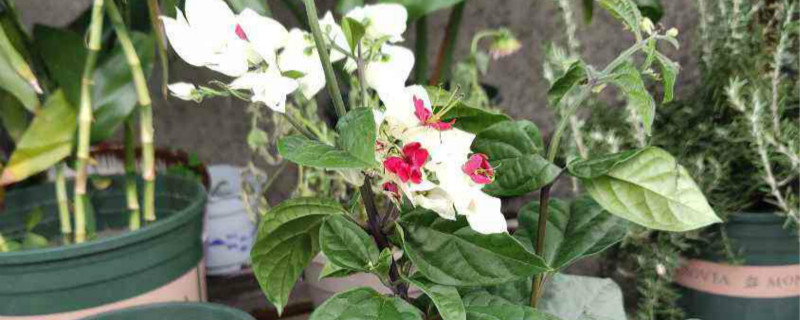 龙吐珠开花后怎样修剪