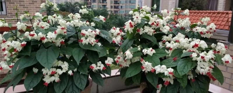 龙吐珠开花时怎么浇水