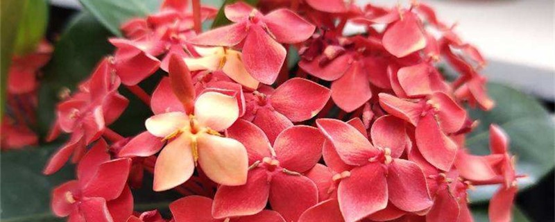 龙船花叶子掉光了还能活吗