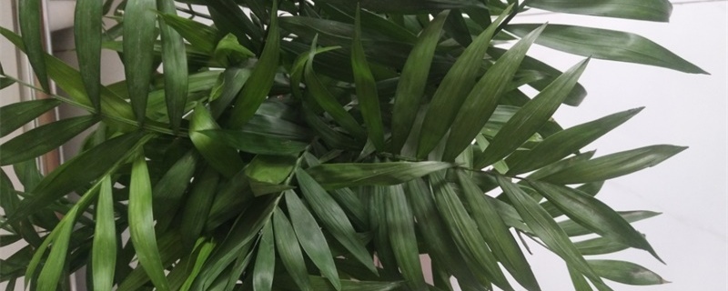 富贵椰子怎么分株繁殖