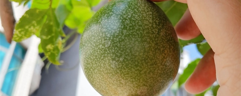 百香果叶子萎缩怎么治
