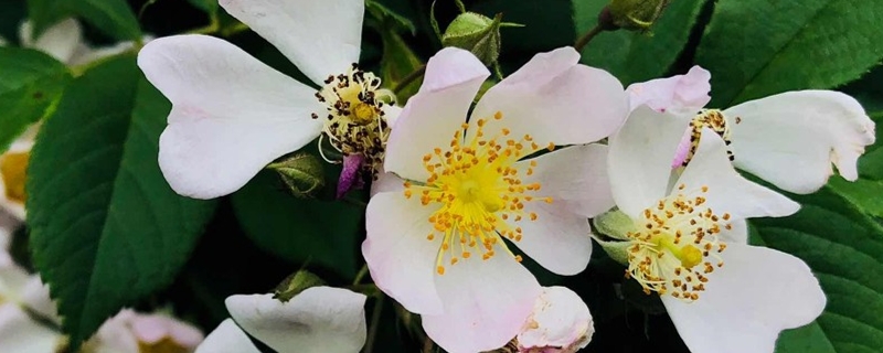 院子里可以种蔷薇花吗