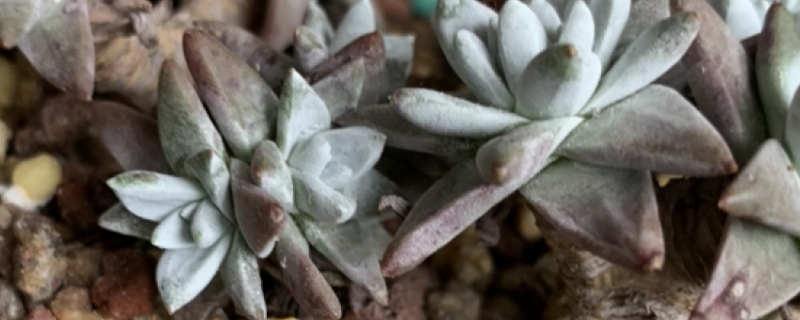 白菊多肉怎么服盆快